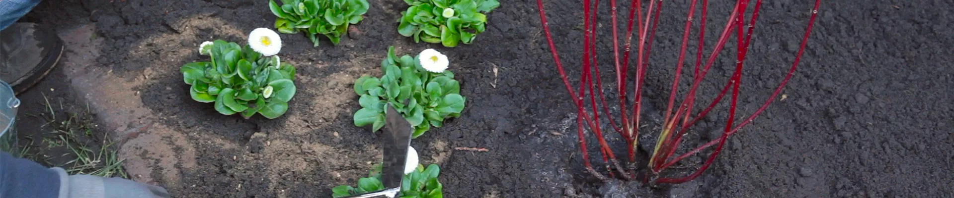 Gänseblümchen - Einpflanzen im Garten (thumbnail)
