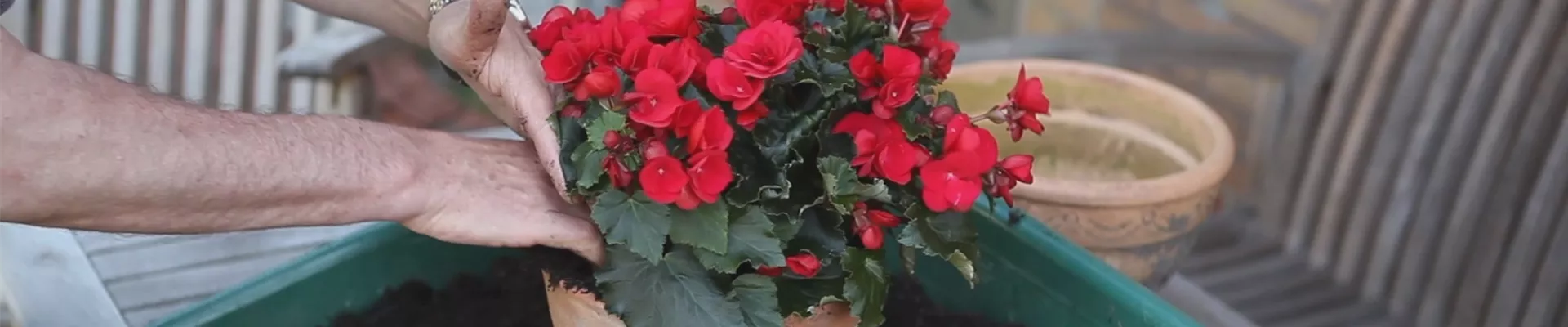 Blumenkübel - Bepflanzen mit Sommerblumen (thumbnail)