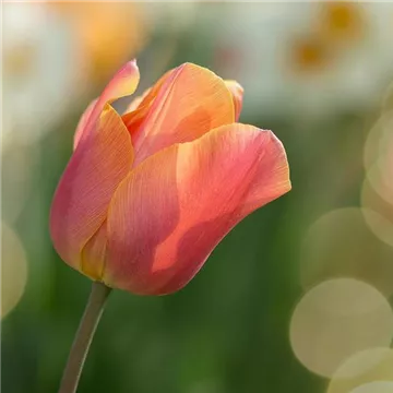 tulip-2189317_1920.jpg