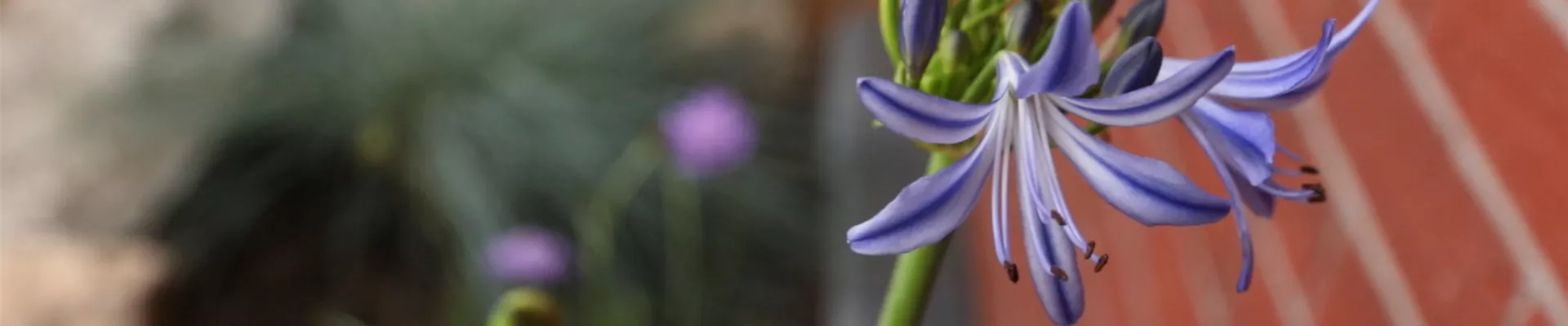 Schmucklilie - Einpflanzen in den Garten (thumbnail)