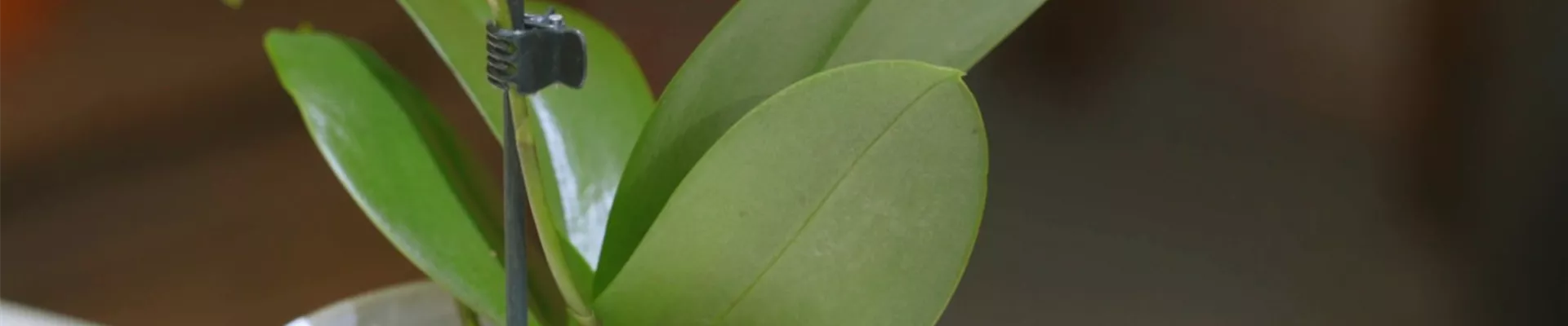 Orchideen - Umtopfen und Pflegen (Thumbnail)