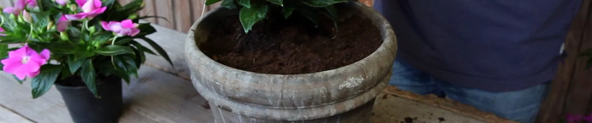 Edellieschen - Einpflanzen in ein Gefäß (4)