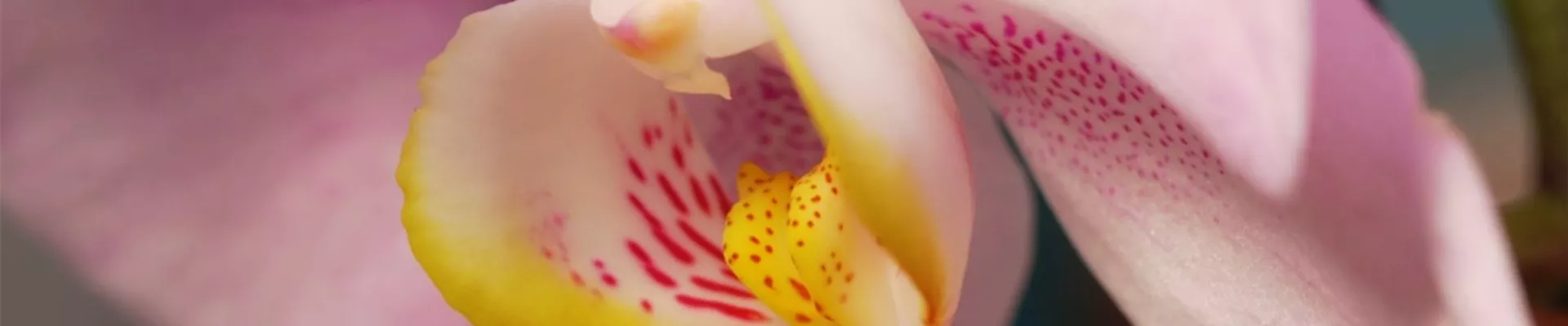 Zimmerpflanzenportrait Orchidee (Thumbnail)