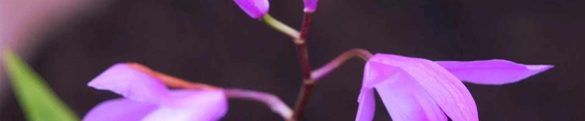 China Orchidee- Einpflanzen im Garten (Thumbnail)
