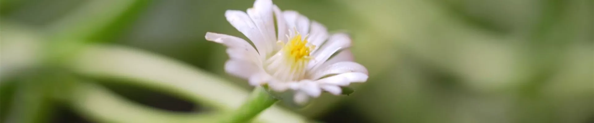 Kriechende Mittagsblume - Einpflanzen im Garten (Thumbnail)
