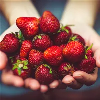Erdbeeren (1).png