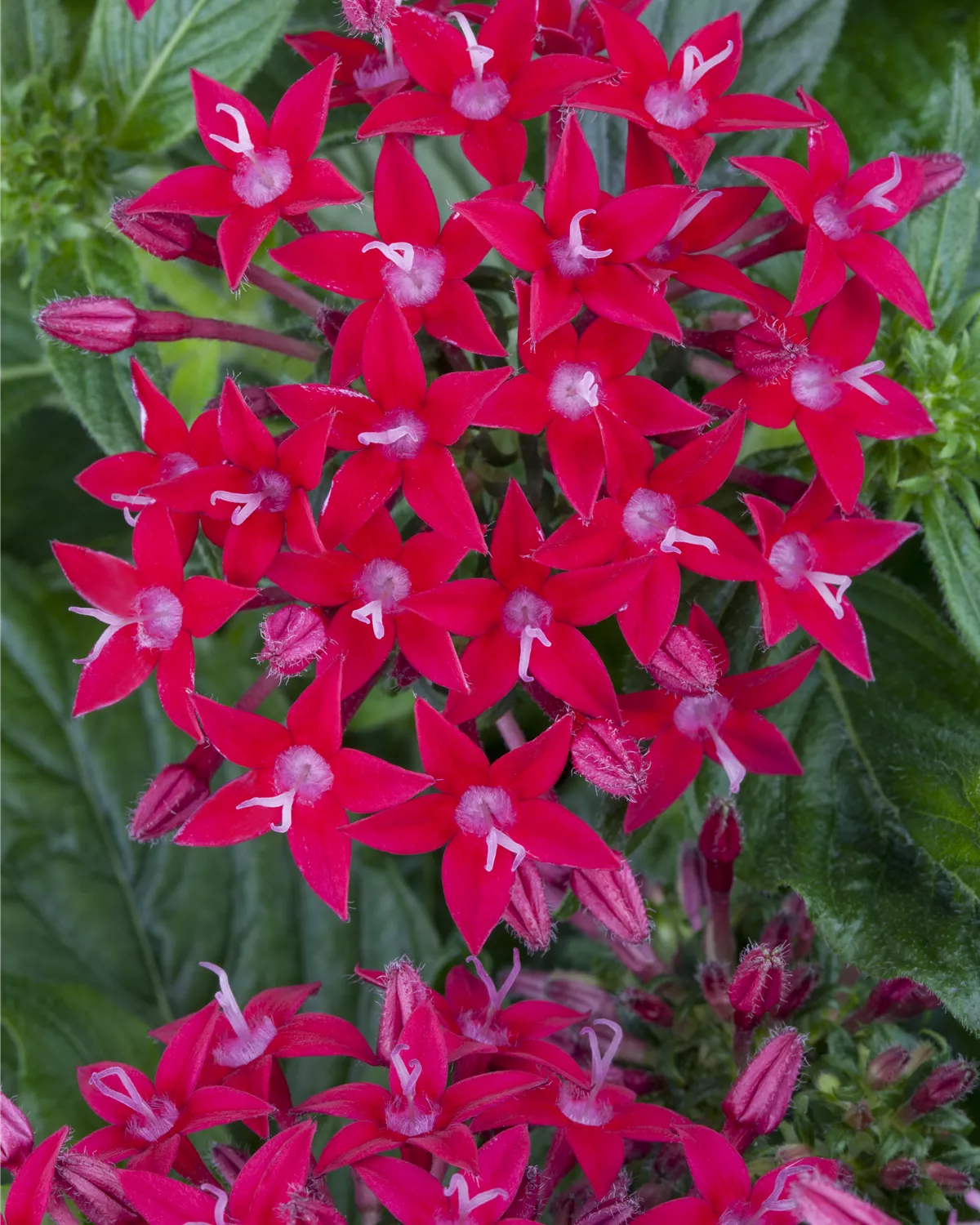 Pflanze 30-50cm bis Roter Jasmin 15°C Winterhart Jasminum beesianum