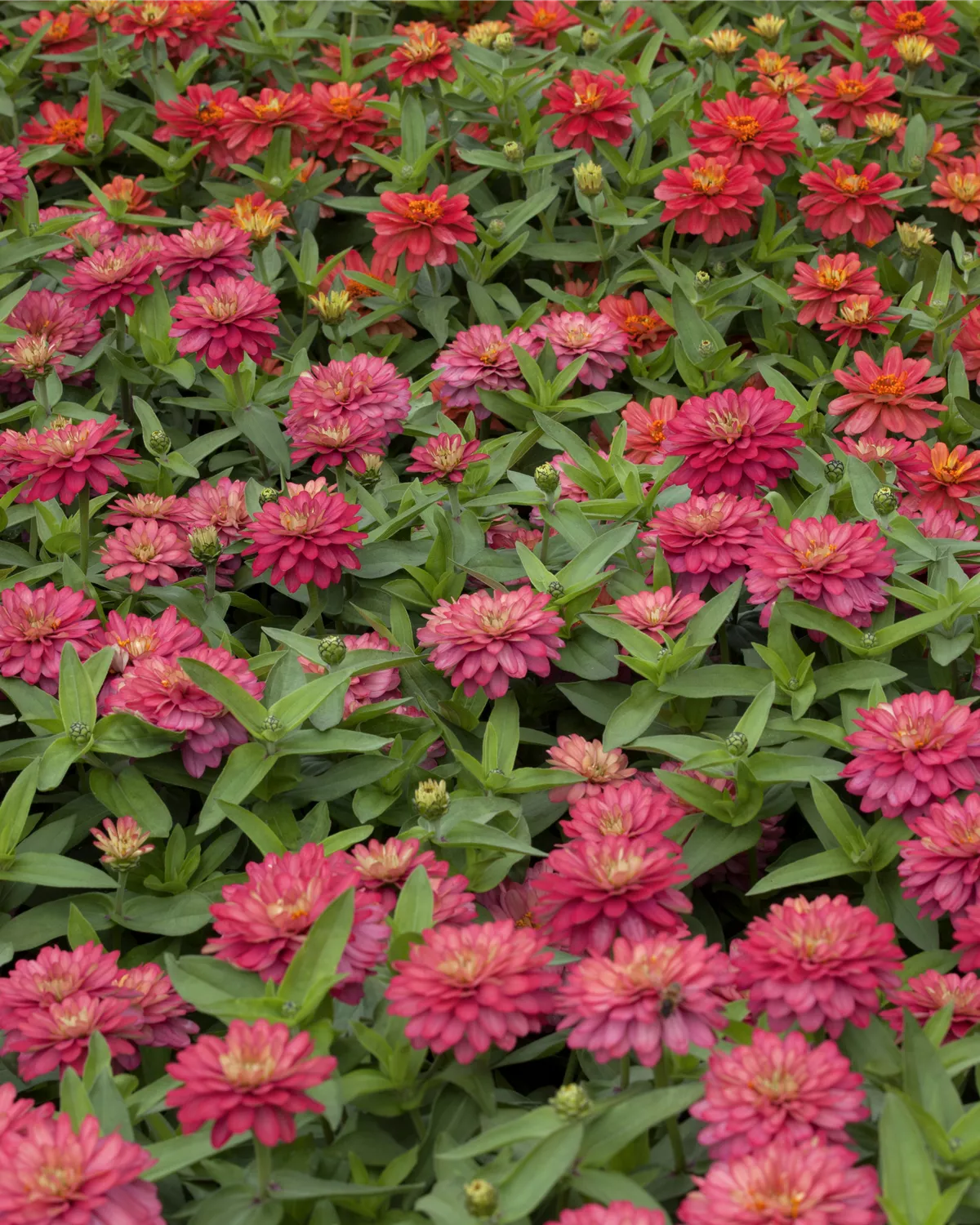 Zinnia elegans, GartenZinnie Gartencenter Meckelburg