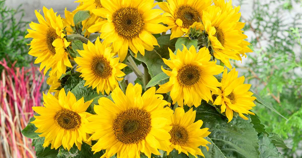 Einjährige Pflanzen gut geplant Gartencenter Meckelburg