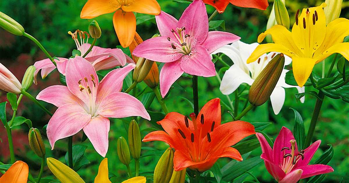 Pflege von Lilien Gartencenter Meckelburg