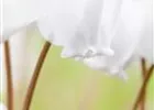 …