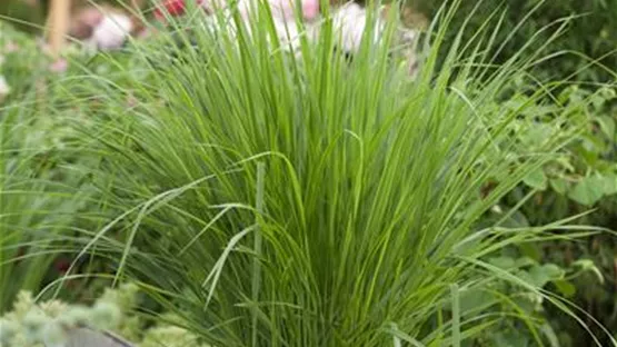 Panicum virgatum 'Northwind'