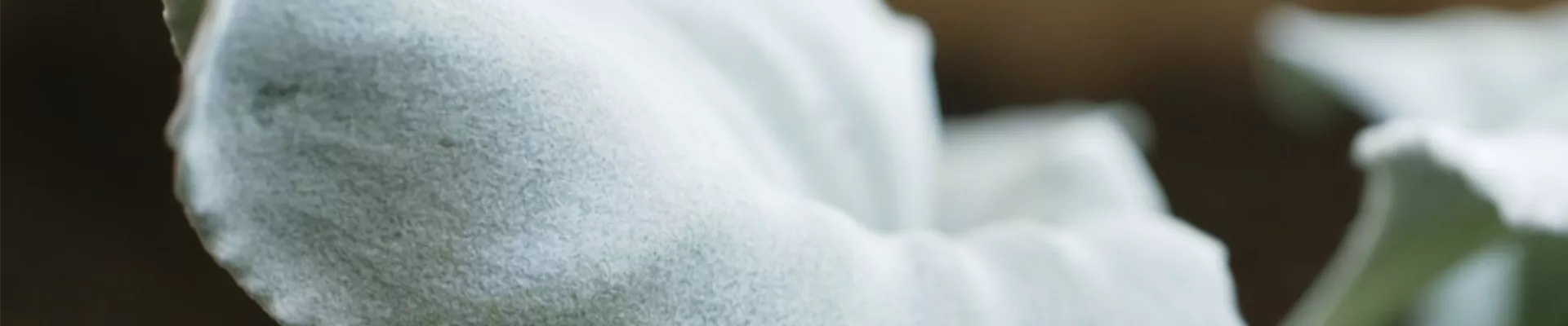 Silberblatt - Einpflanzen im Garten (thumbnail)