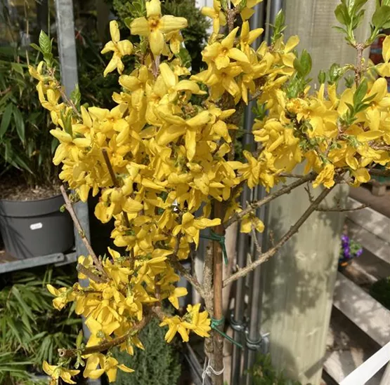 Hamamelis.JPG