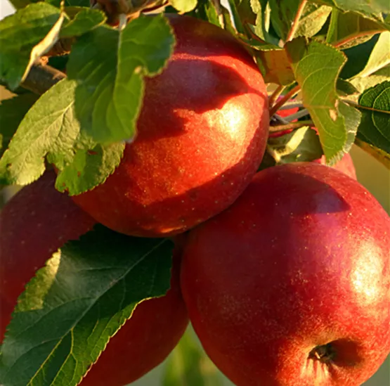 Obstbaum.png